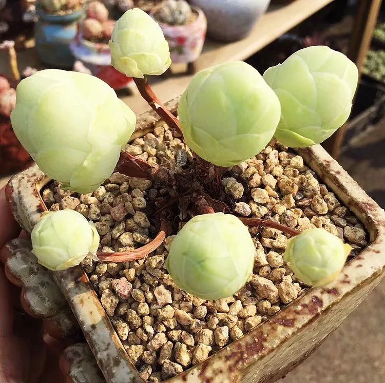 冬去春来，愿你无恙，疫情退去，养肉依旧！