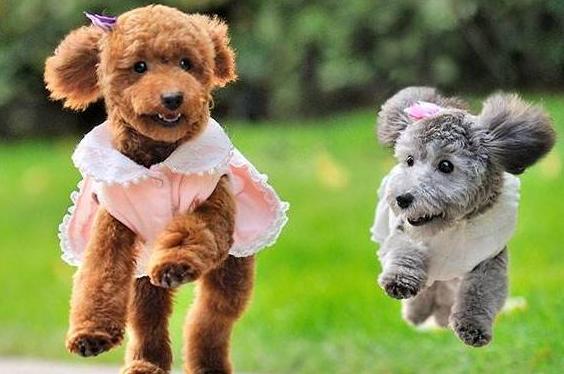 怎样挑选50天的泰迪犬,小型犬为啥不推荐泰迪犬