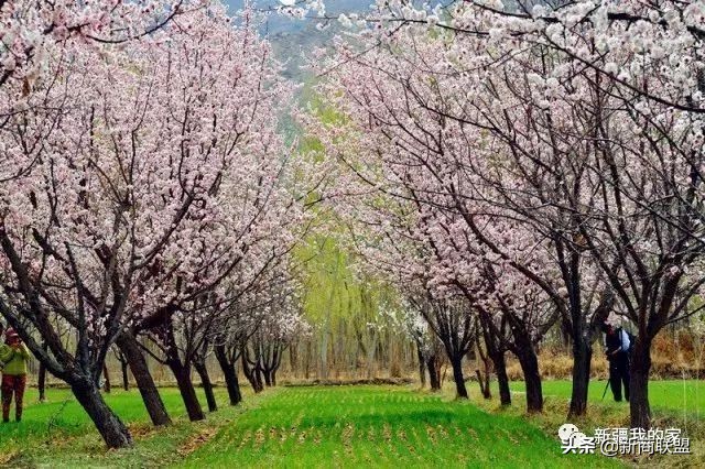 疆内新闻事件,疆内最新新闻及相关视频