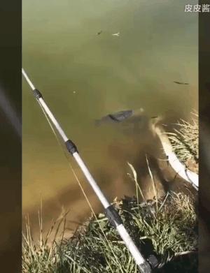 文能提竿安天下，武能执叉斗鳄鱼：鱼竿在手，万物皆有？