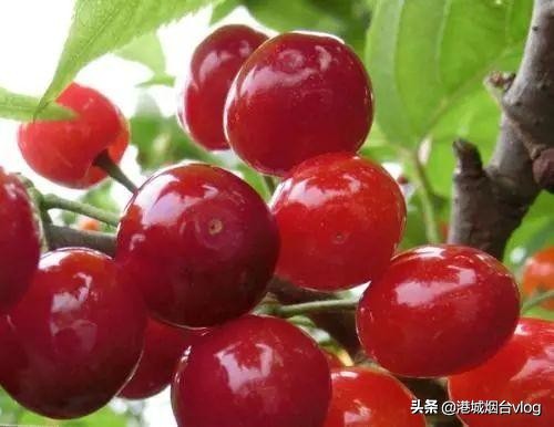 2022年烟台樱桃什么时间成熟,2020年烟台大棚樱桃采摘