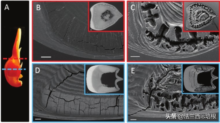 螳螂虾击碎乌龟壳,螳螂虾攻击螳螂虾