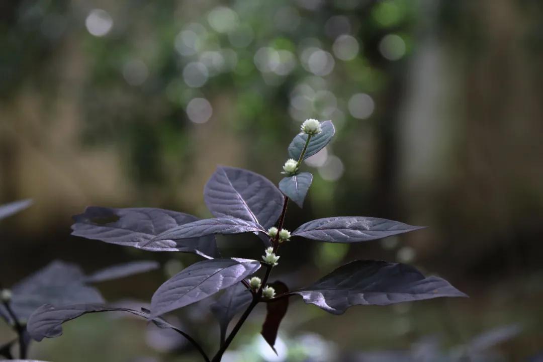 静谧角落香云纱,静谧角落视频
