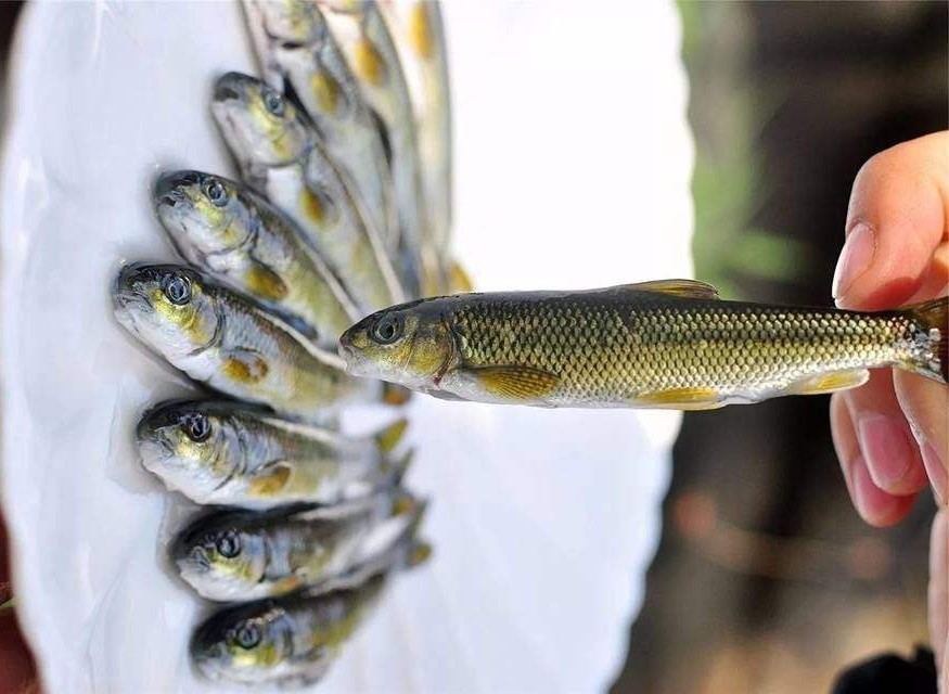 鮸鱼浑身是宝,赤鳞鱼有多厉害