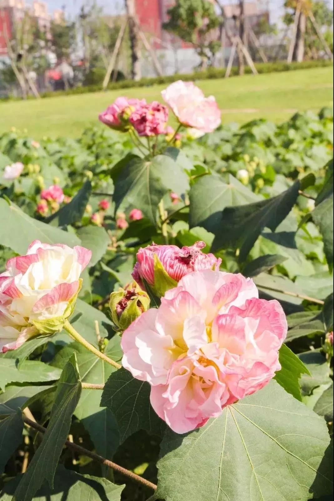 成都最有潜力的花园,成都是个大花园