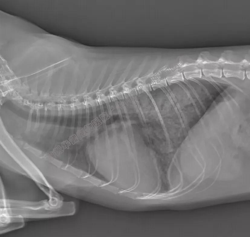 牛心脏疾病,牛心脏上有哪些疾病