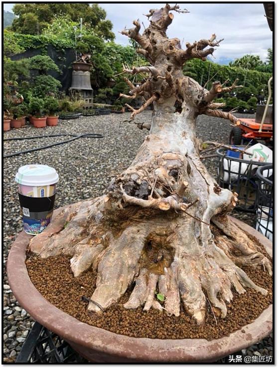 盆景的基础管理养护方法,盆景怎么养护才能更好