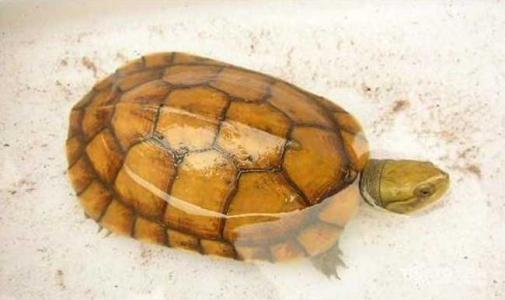 新到家的小招财龟不吃东西怎么办,新到家的龟泡电解多维应该泡多久