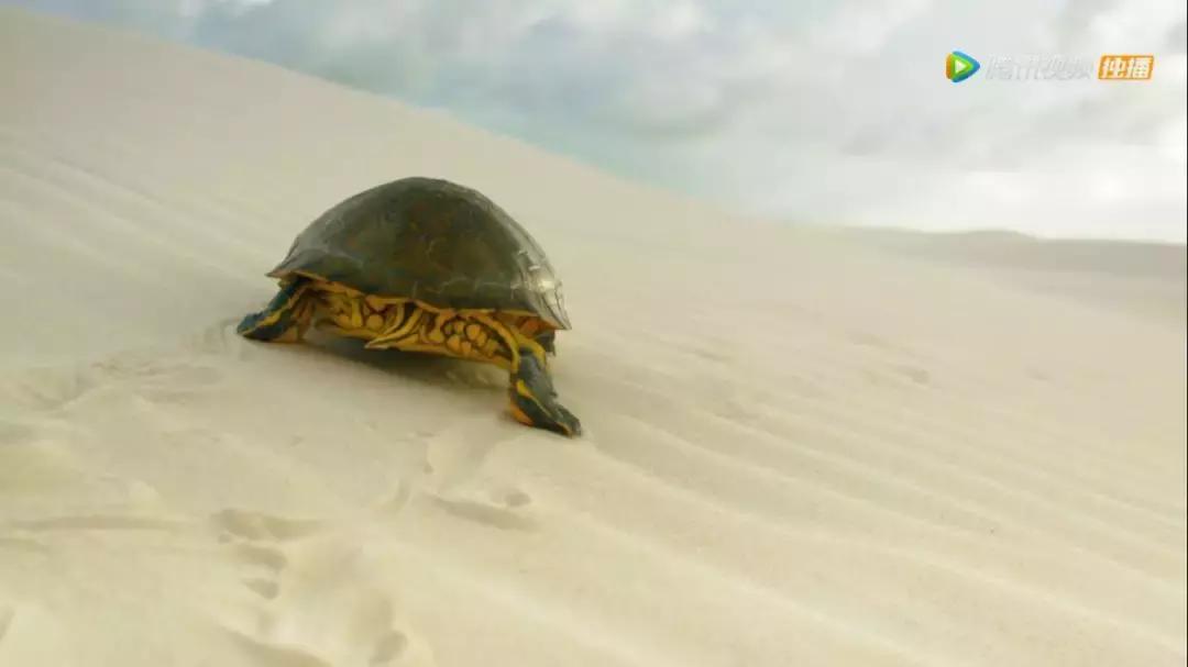 这部BBC纪录片一开播就拿下9.5高分，除了美更培养了孩子的世界观