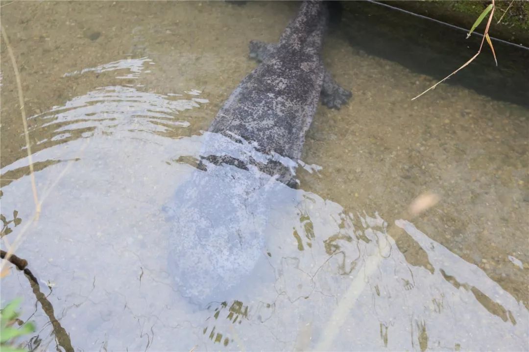 惊艳的一处桃源,乐清秘境原始森林