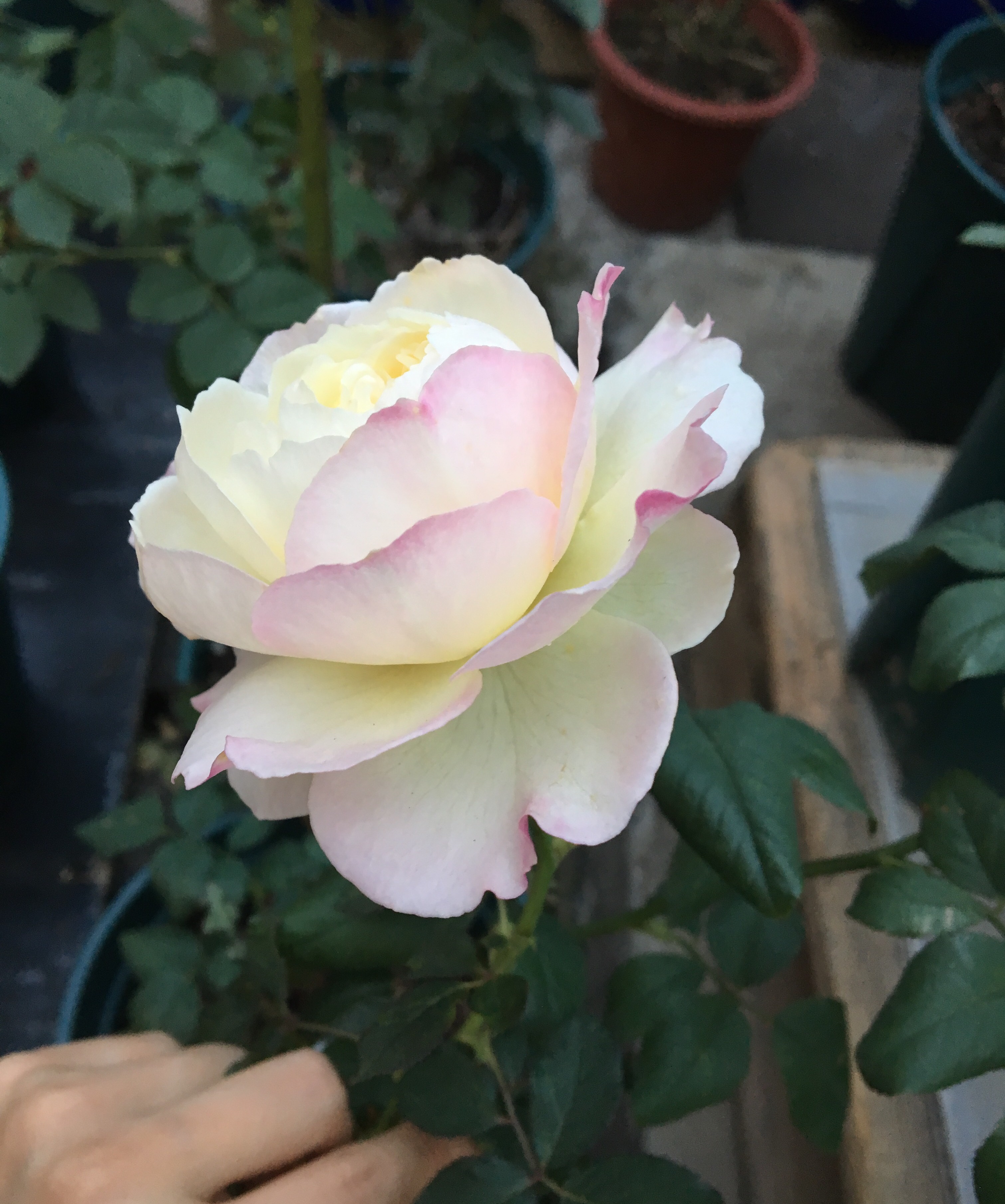 月季凯拉的优缺点,月季凯丽爆花怎么养