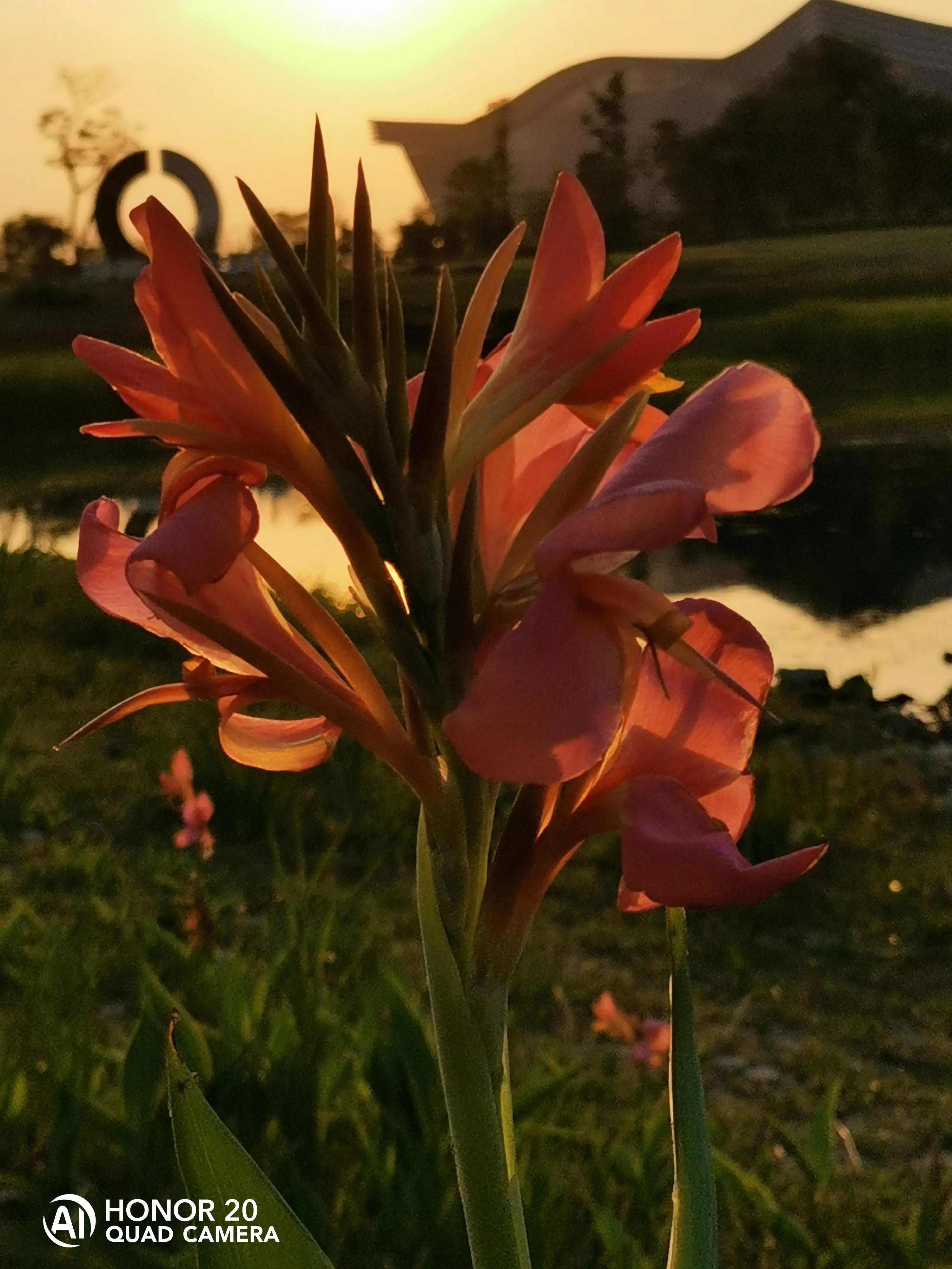 蝴蝶飞采花蜜,蝴蝶自由自在采花蜜