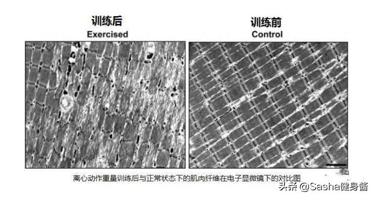 超量恢复怎么练,练肌肉后肌肉的超量恢复期是多久