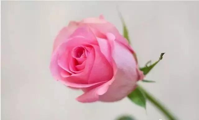 每天学习一点点各种花代表的花语,每天学习一朵花知识