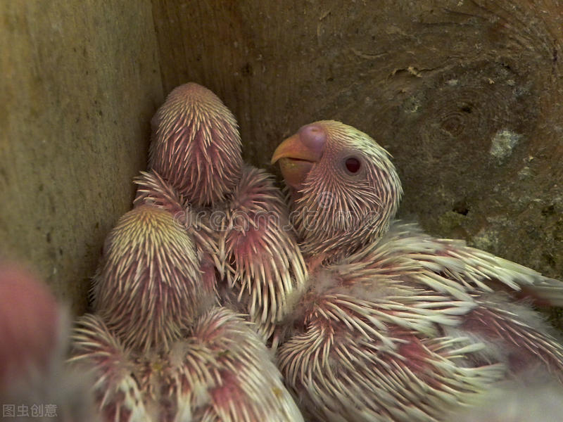 牡丹鹦鹉雏鸟怎么喂奶粉,牡丹鹦鹉雏鸟越喂越瘦