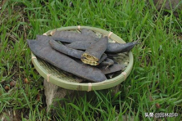 皂角树叶子枯萎发干如何治疗,皂角树掉叶子是什么原因