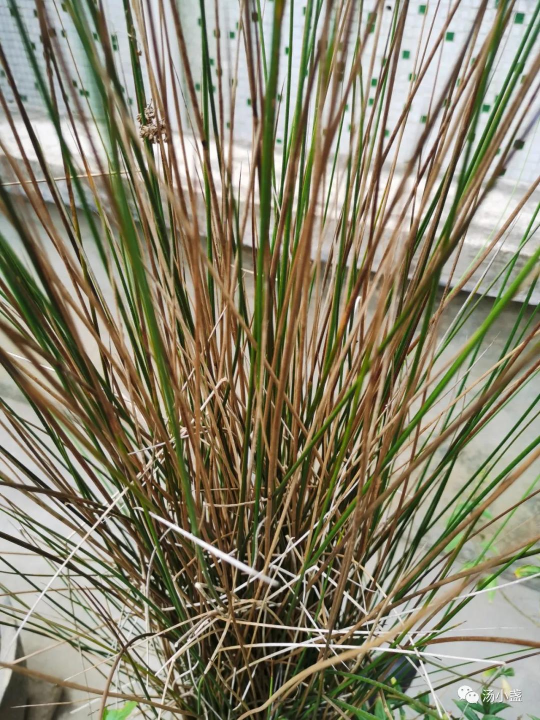 宝宝寒湿能不能吃灯心草,心火旺盛用灯心草煮水喝