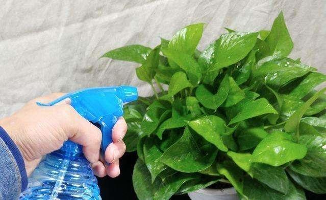 绿萝有顽强的生命力非常好养护,绿萝怎样才能四季常青