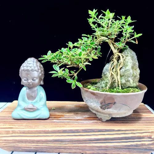 制作更加自然的附石盆景该怎么办,如何制作附石盆景图解