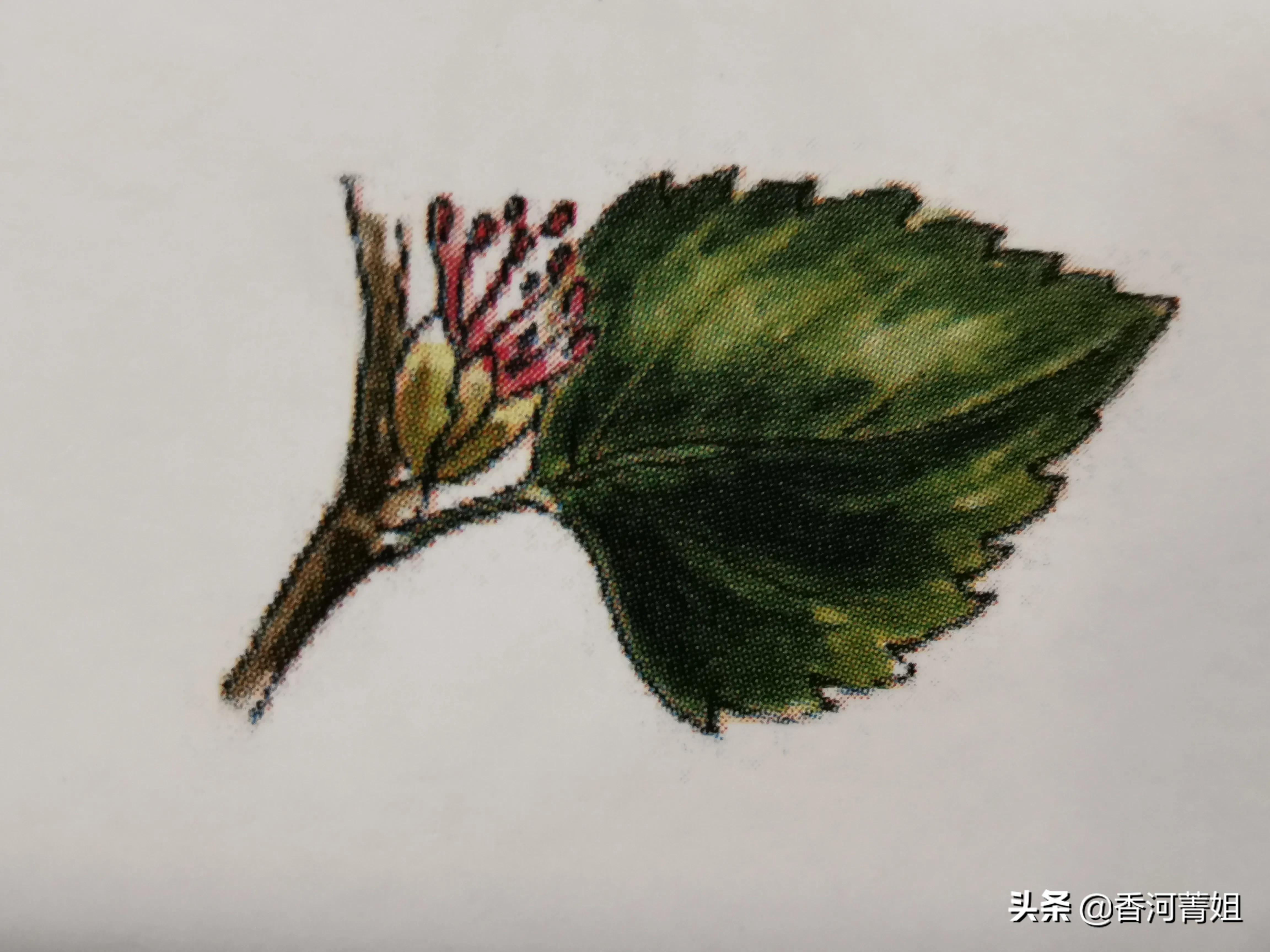 红榉木属于硬木吗,红榉木树