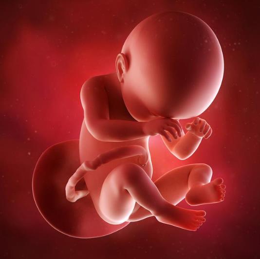 怀孕1到9个月的过程图片,孕早期辛苦了的图片