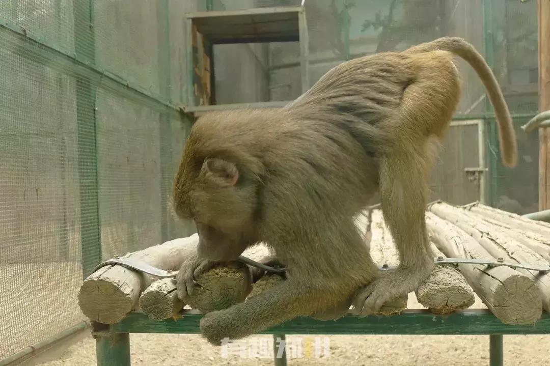 郑州市动物园开放,郑州市动物园什么时候去合适