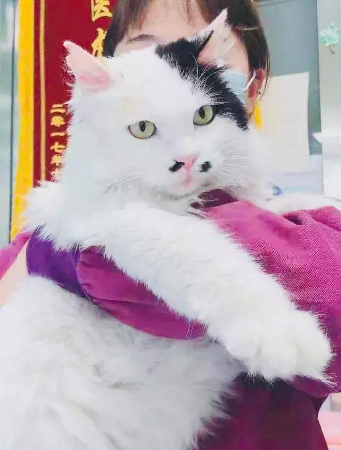 给它们一个家|线上宠物领养日,201903102