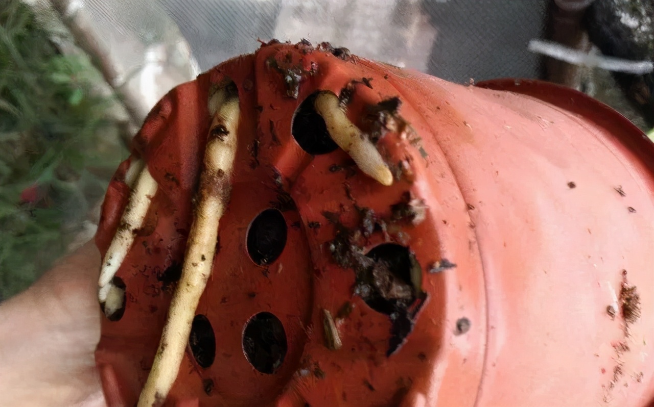 花市买花最忌讳什么,花市买花的寓意