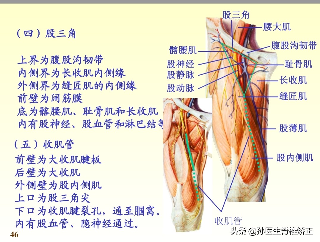 系统解剖学骨学ppt课件,解剖学基本知识ppt课件