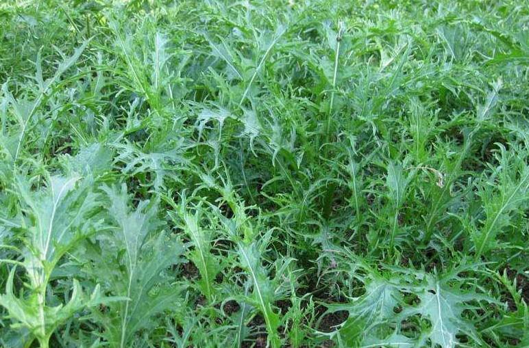 雪里红最好吃的做法注意事项,北方雪里红几月份种植最好