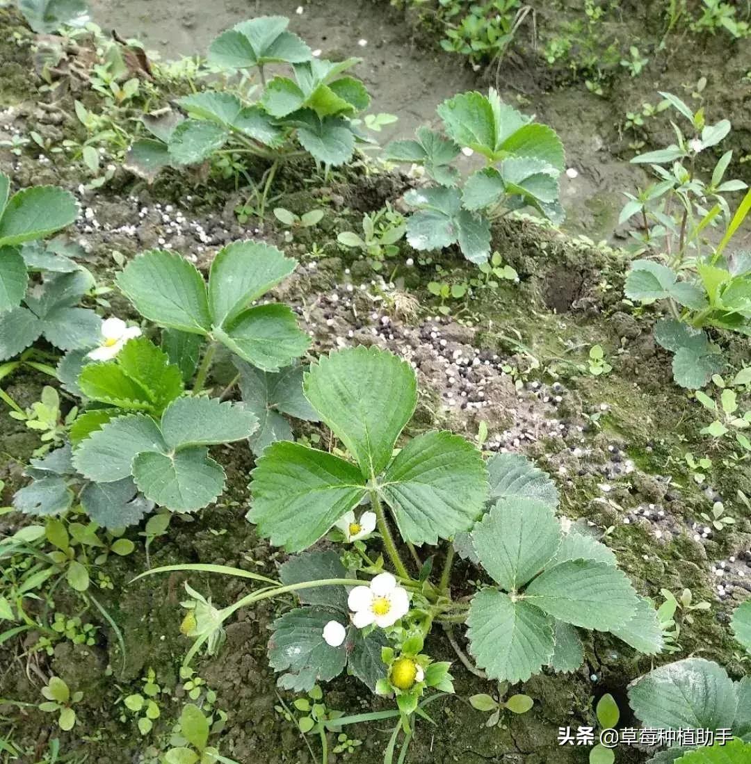 这个季节草莓怎么养护,3月草莓如何增甜
