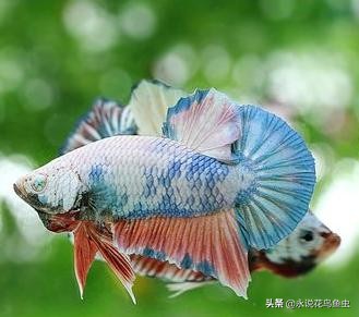 斗鱼哪个品种好养活,斗鱼品种哪个好养