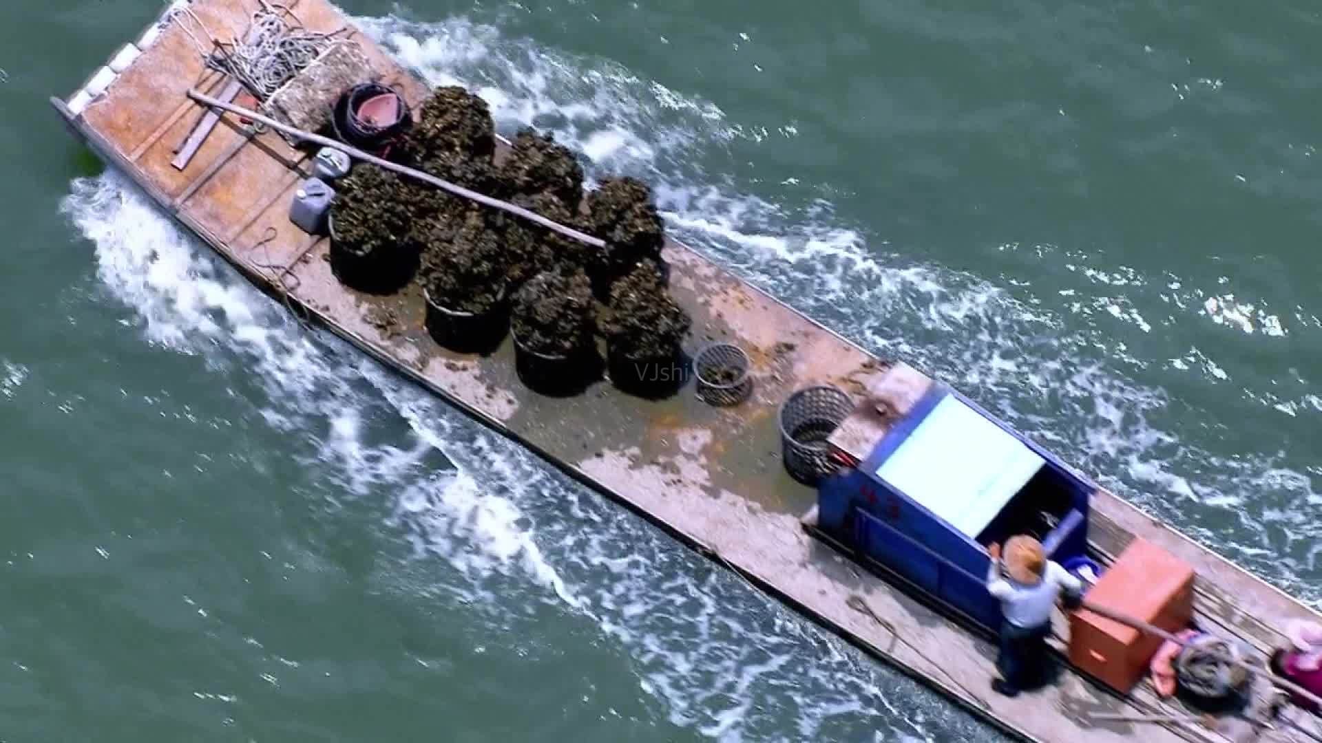 日照直播,日照绿茶价格表