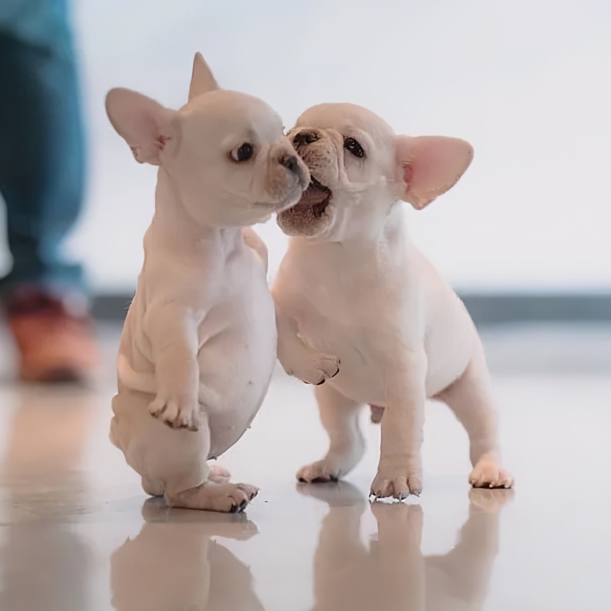 狗狗不好好吃饭怎么办？原因分析+成功秘诀！这么做让它乖乖吃饭