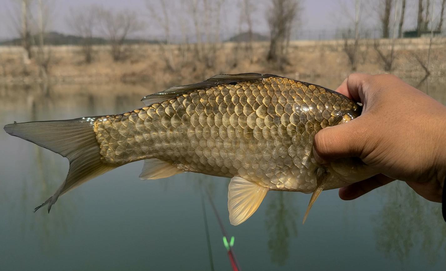 秋季路亚钓鲈鱼追饵不咬,路亚下午怎么钓鲈鱼