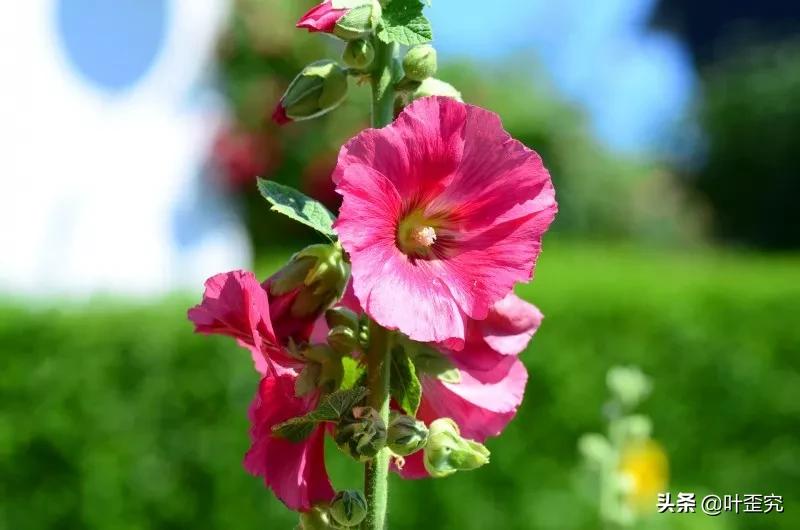 山前青青野艾草，你家门前插几枝？