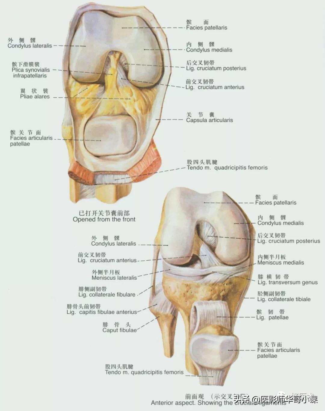 韧带解剖解说视频,韧带解剖图大全书