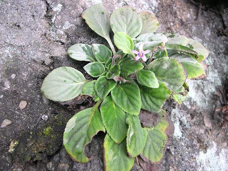 中华人民共和国野生植物保护名录,濒危保护植物名录药用植物多少种