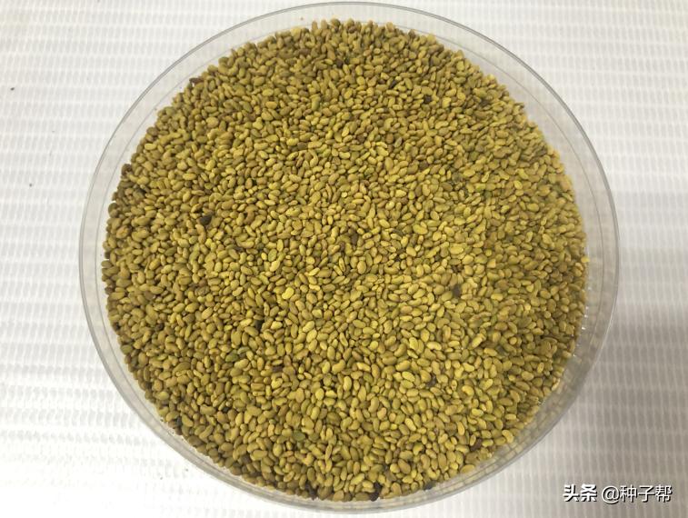 种草养牛十亩地能养多少牛羊,农村养殖牛羊需要具备哪些条件