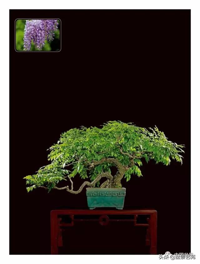 玩盆景必备栽种知识,观赏盆景的意境