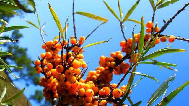 沙棘果的故事,沙棘的故事完整版