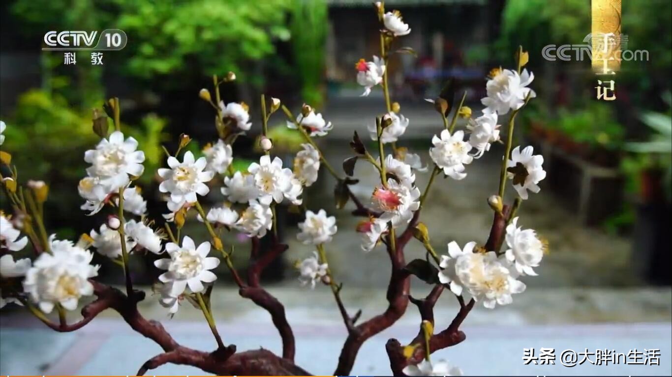 潮汕客家文化的交融之地,丰顺又上央视了,带你全方位了解