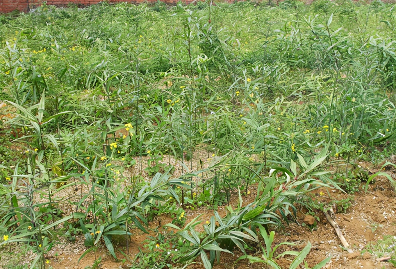 黄精种植扶贫,乡村振兴中药材黄精种植