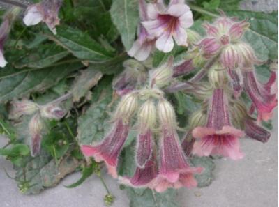 地黄别名叫生地,中药地黄功效及别名大全图