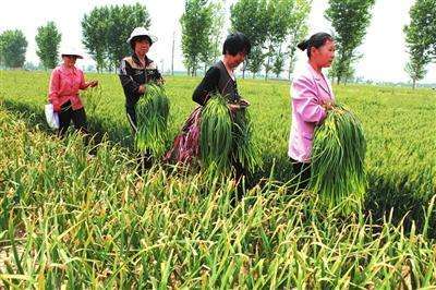 大蒜抽薹15天可以收蒜吗,大蒜抽薹后最好的控旺剂是什么