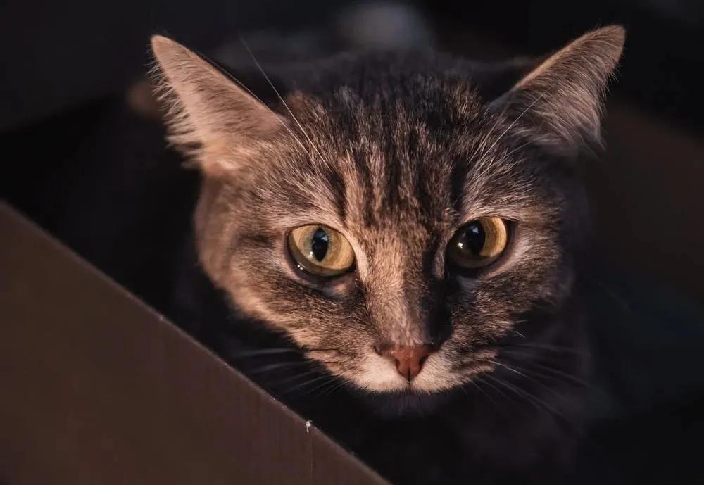 家里的猫咪屁屁出血了，是来大姨妈了吗？