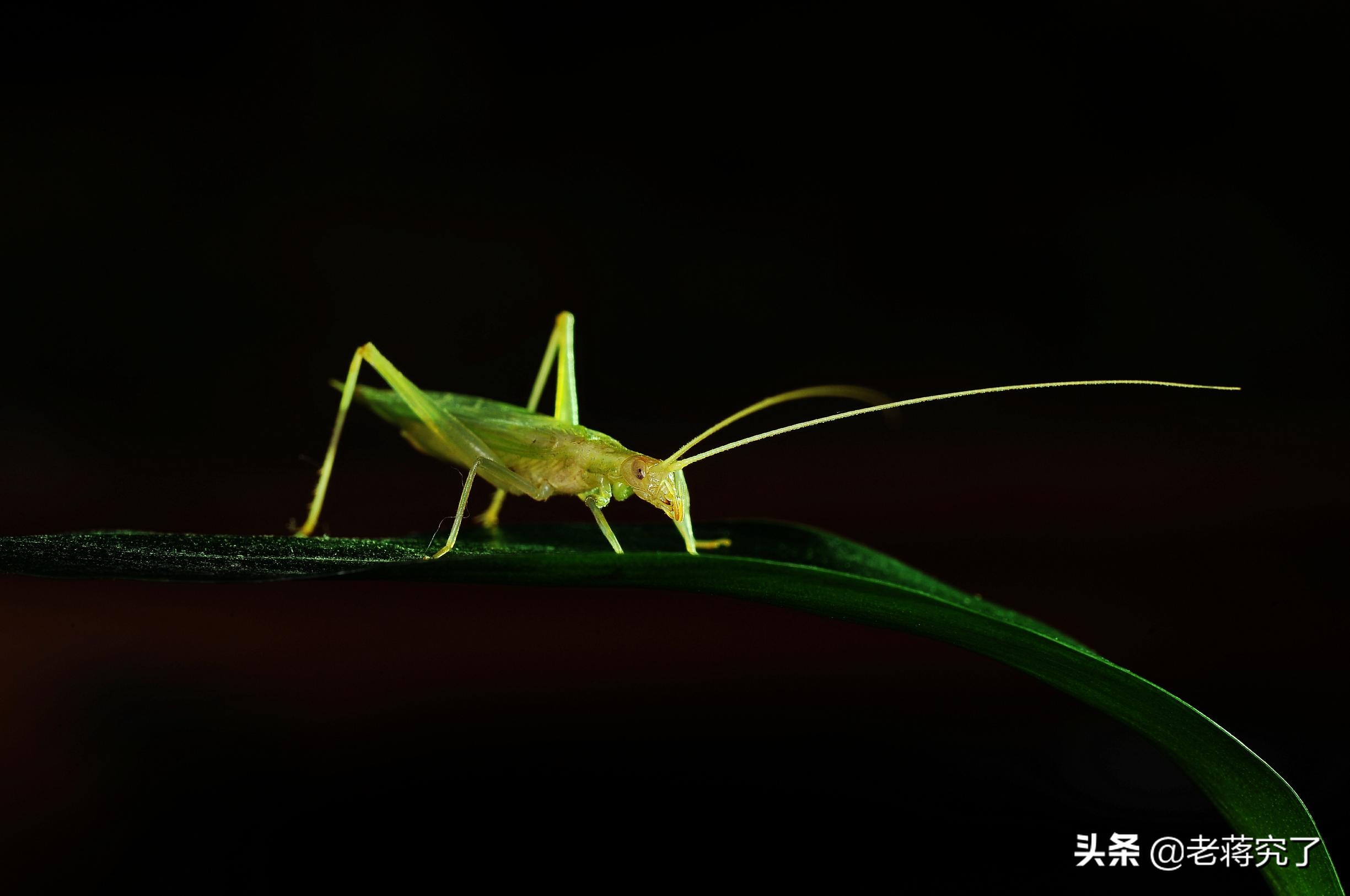 秋天到蟋蟀叫完整版,秋天到蟋蟀叫教材朗读
