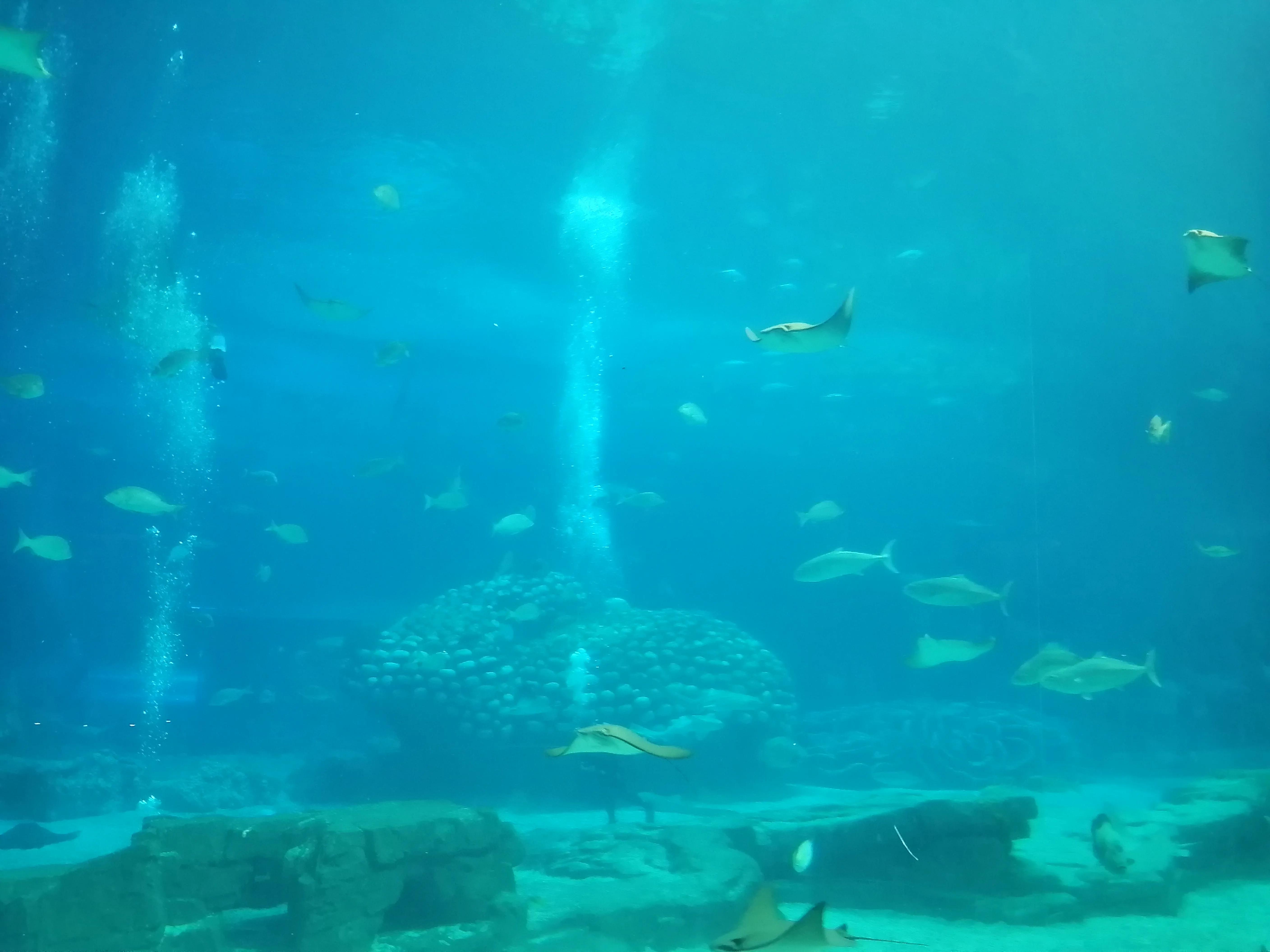 珠海长隆海洋王国夜宿鲸鲨馆,广州珠海长隆海洋王国鲸鲨馆