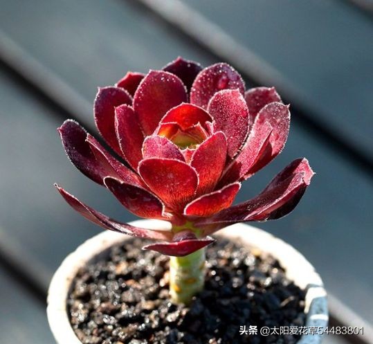 法师多肉休眠期怎么养,怎么判断多肉法师休眠