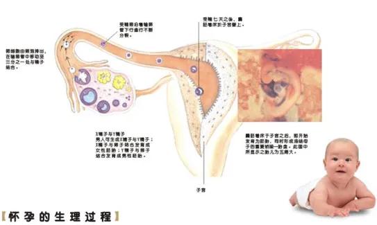 老公拍x光片后发现怀孕了怎么办,拍完x光后发现怀孕了要做流产吗